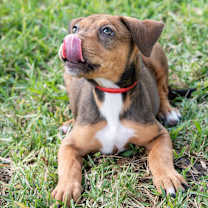 Thumbnail photo of Puppy Sadie #3