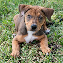 Thumbnail photo of Puppy Sadie #4