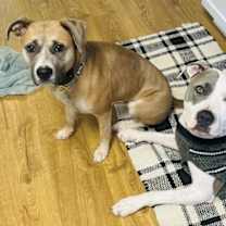 Thumbnail photo of Lucky Clover #4