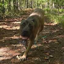 Thumbnail photo of Nyla (IN FOSTER) #3