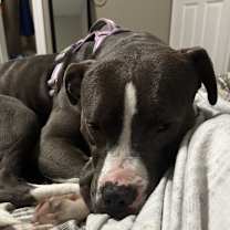 Thumbnail photo of Katniss #4