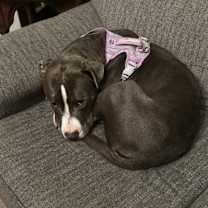 Thumbnail photo of Katniss #1