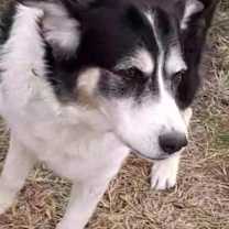 Thumbnail photo of Buddie Bear #2