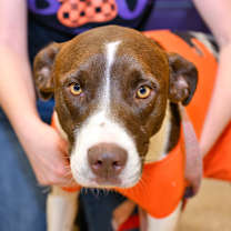 Thumbnail photo of Abby #3