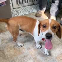 Thumbnail photo of Asiago #4