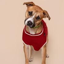 Thumbnail photo of Bently #1