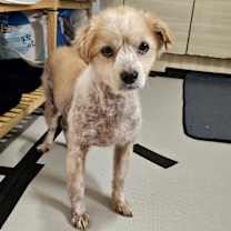 Thumbnail photo of Miso #3