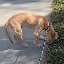 Thumbnail photo of Rocky #4