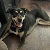 Thumbnail photo of Jaxon #2