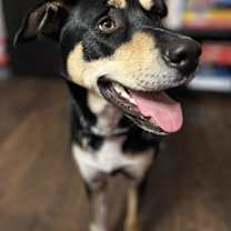 Thumbnail photo of Jaxon #1