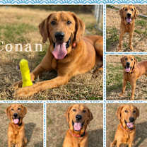 Thumbnail photo of Conan #1