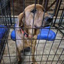 Thumbnail photo of Conan #2