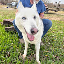 Thumbnail photo of Madame Lucille AKA Lucy  #2