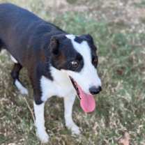 Thumbnail photo of Jake #3