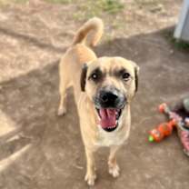 Thumbnail photo of 91771 Sammy #3