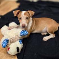 Thumbnail photo of Reagan #3