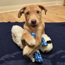 Thumbnail photo of Rumi #2