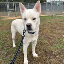 Thumbnail photo of Astro #1