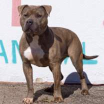 Thumbnail photo of Kratos #3