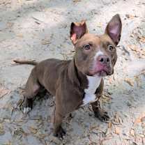 Thumbnail photo of Frankie #2