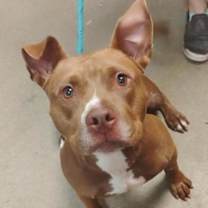 Thumbnail photo of Frankie #3