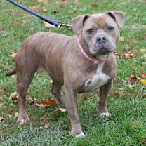 Thumbnail photo of Nova #1