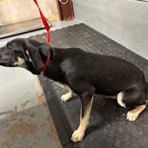 Thumbnail photo of Memphis #2