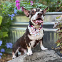 Thumbnail photo of Grover #1