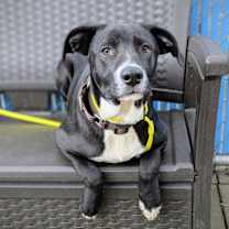 Thumbnail photo of Pisco #3