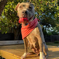 Thumbnail photo of Pandora #3