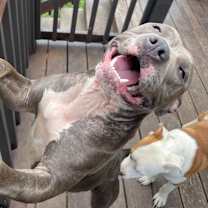 Thumbnail photo of Coco #1