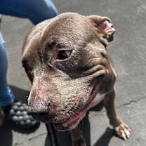 Thumbnail photo of Coco #3