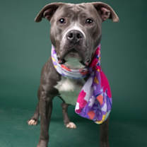 Thumbnail photo of Hoagie #2