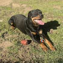 Thumbnail photo of Buddy #2