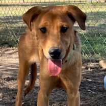 Thumbnail photo of Pinto Bean #3