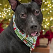 Thumbnail photo of Gadget #1