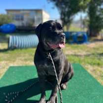 Thumbnail photo of Bella Swan #2