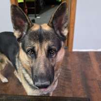 Thumbnail photo of Jax #1