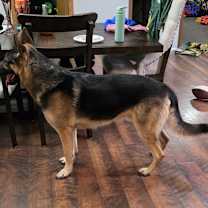 Thumbnail photo of Jax #2