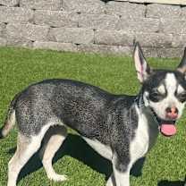 Thumbnail photo of Manana #1