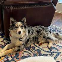 Thumbnail photo of Possum  #4