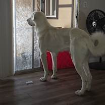 Thumbnail photo of Atlas #3