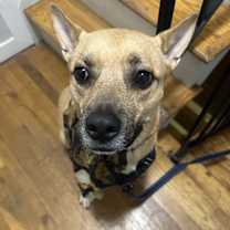 Thumbnail photo of Nizzy #1