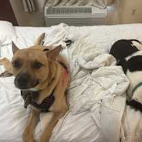 Thumbnail photo of Nizzy #3