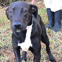 Thumbnail photo of 251736  Yule #1