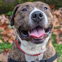 Thumbnail photo of Kermit (mcas) #1