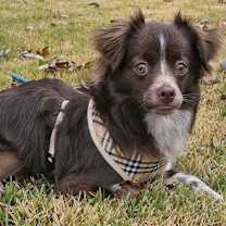 Thumbnail photo of PUPPY HARRISON #2