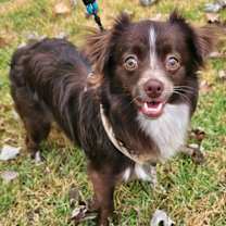 Thumbnail photo of PUPPY HARRISON #1