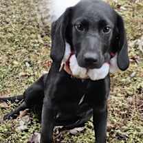 Thumbnail photo of PUPPY IDGIE #1