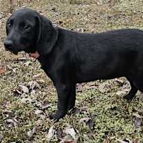 Thumbnail photo of PUPPY IDGIE #2